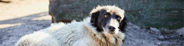 Psy z Ukrainy polecają się do adopcji! Poznaj je już teraz i daj im dom na stałe lub tymczasowo!
